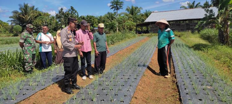 Petani Sawit Dapat Bibit Bawang Merah