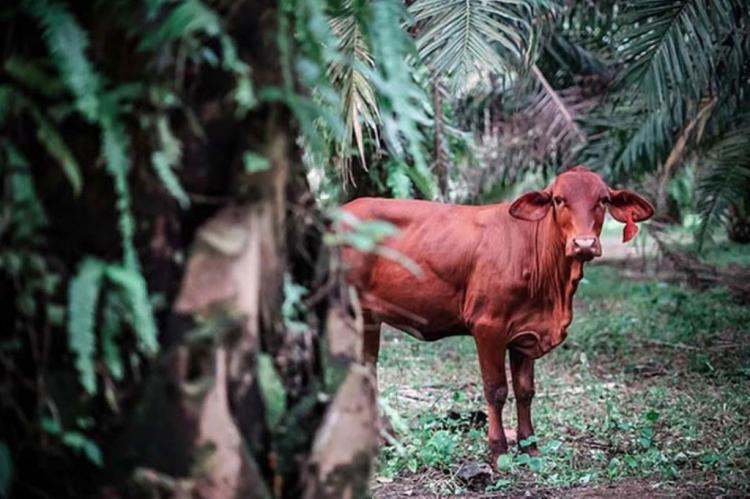 Virus LSD Serang Ternak yang Ikut Integrasi Sawit-Sapi