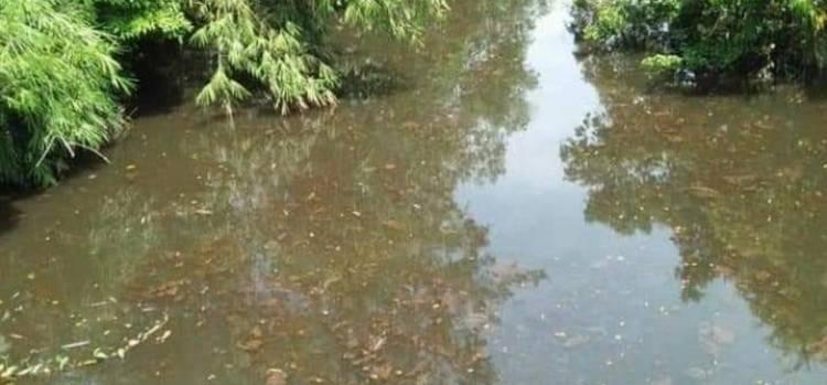 Bau Busuk Keluar dari Sungai Selali, Diduga Akibat Limbah PT SBS