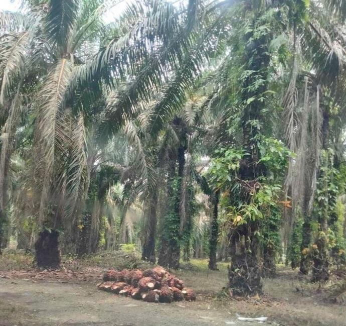 Program B35 Bisa Bikin Stabil Harga Crude Palm Oil