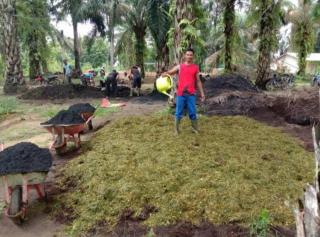 Usaha Pertanian Perorangan di Kaltim Paling Banyak Sawit dan Karet