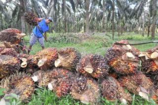 Harga Sawit Swadaya Riau Naik, Tertinggi Tembus Rp 2.512/Kg
