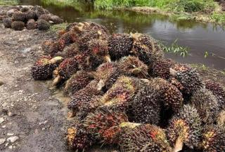 Daerah Lain Pada Turun, Harga Sawit Sumut Merangkak Naik