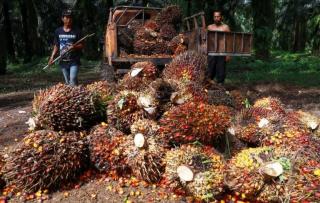 Harga Sawit di Sumut Merangkak Naik