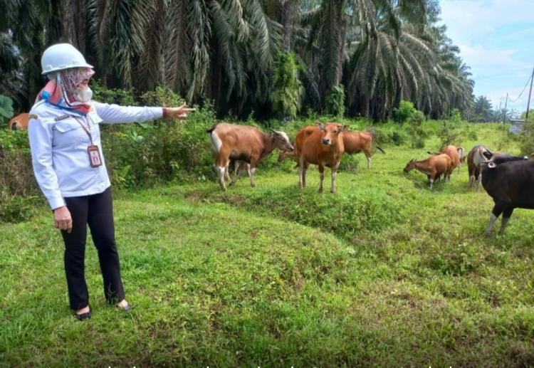 Rumput Sulit Didapat, Dosen ini Kembangkan Pakan Ternak dari Limbah Sawit