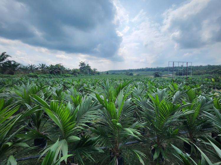 Bibit Sawit Unggul Siap Disebarkan