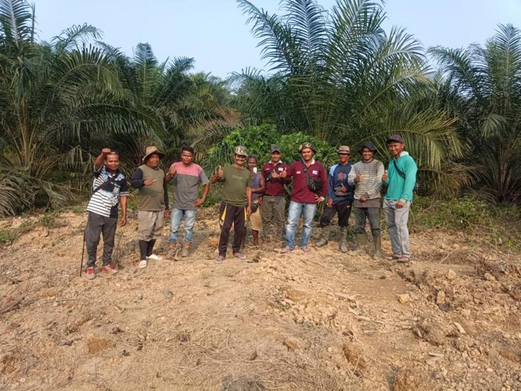 Kebun Sawit KUD Bukit Jaya Sudah Diremakan Sebanyak 504 Hektar, Segini Hasilnya