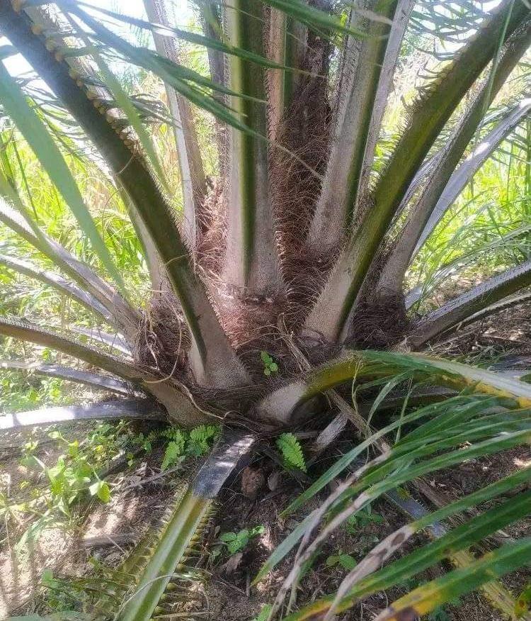 Rendeman Sawit Riau Turun Akibat Musim Hujan