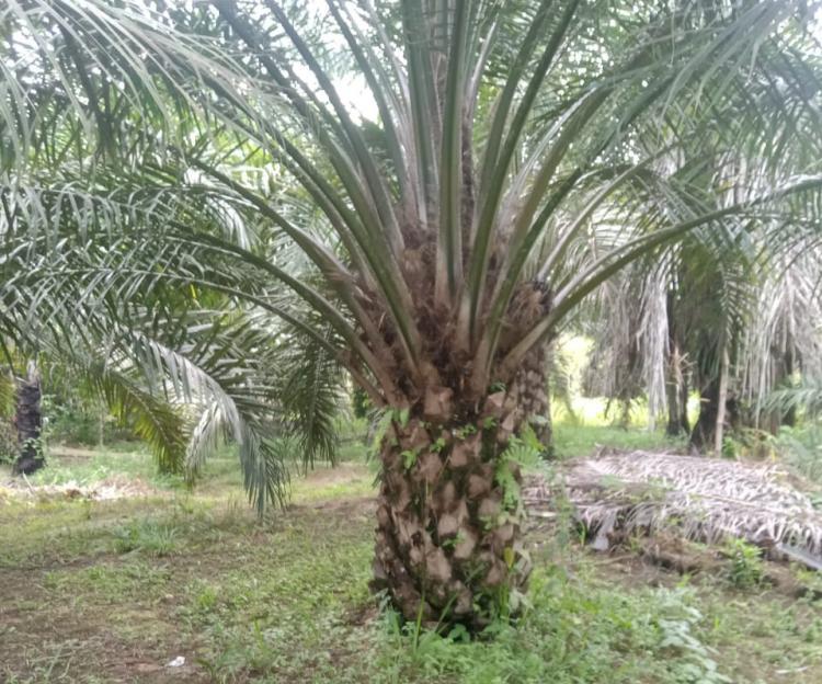 Apkasindo Kalbar Catat Ada 1.130 Hektar Kebun Sawit Masuk Kawasan Hutan
