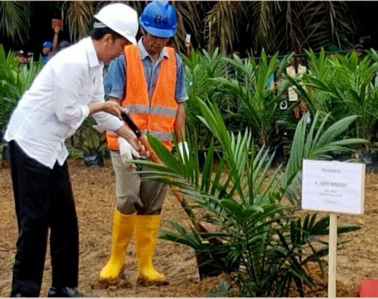 Demi Tingkatkan Produktivitas Kebun Sawit, Pemprov Sumsel Dorong PSR