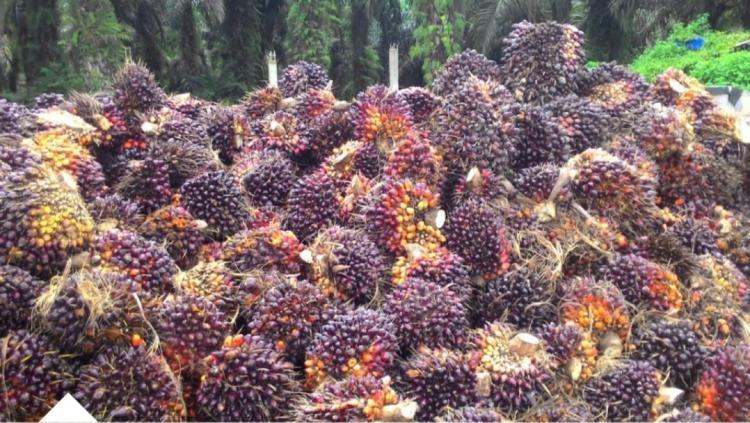 Catat Keuntungan Petani Sawit Minggu Ini