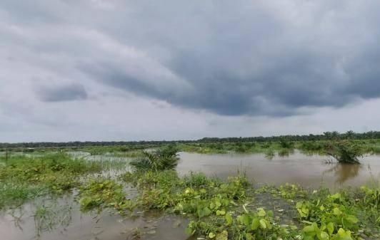 Kacau, 40 Hektar Kebun Sawit yang Baru Diremajakan 3 Bulan Kini Terendam Banjir