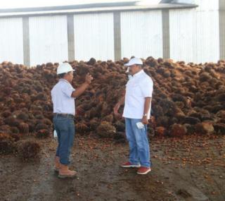 Harga TBS Sawit Sepanjang 2023 Mengalami Penurunan 13,4 Persen