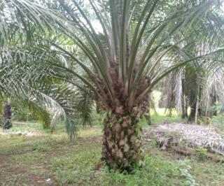 Apkasindo Kalbar Catat Ada 1.130 Hektar Kebun Sawit Masuk Kawasan Hutan