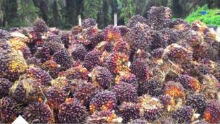 Catat Keuntungan Petani Sawit Minggu Ini
