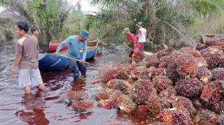 Efek Banjir, Petani Koppsa-M Mengalami Penurunan Pendapatan