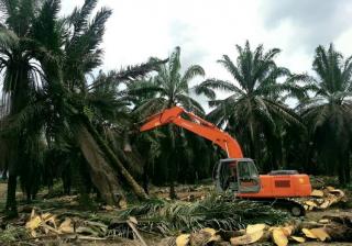 PSR di Riau Tahun 2023 Capai 8.196 Hektar