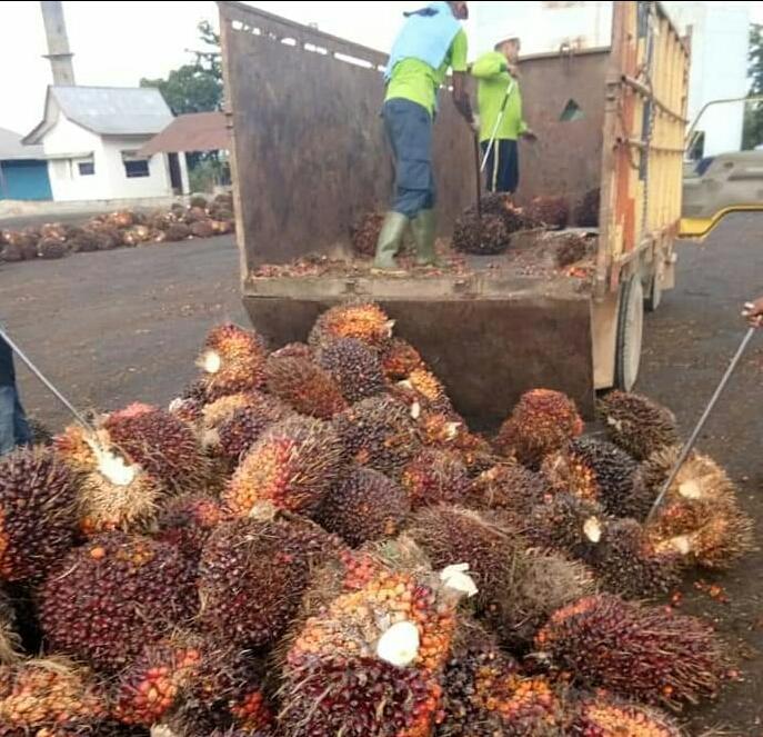 Petani Sawit di Pasir Agung Sumringah, Harga Sawit di Peron Tembus Rp 2.400/Kg