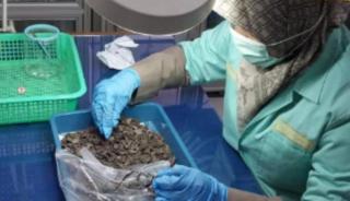 Sebelum Diekspor, Cangkang Sawit Dipastikan Bebas Penyakit