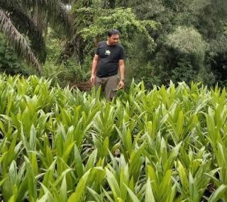 Sawit Bisa Menopang Hidup Sampai 24 Tahun