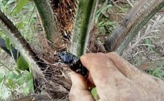 Kenali Hama Jenis Ini, Sangat Berbahaya Bagi Kelapa Sawit