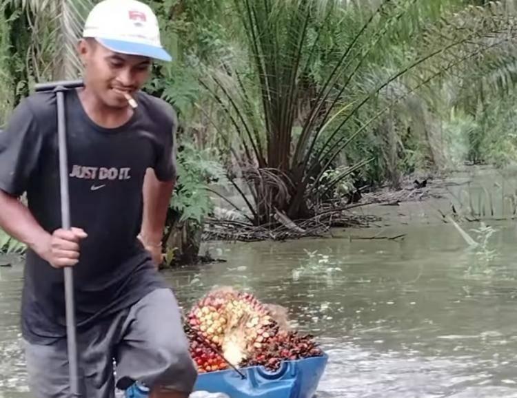 Hujan Lebat Ganggu Aktivitas Panen Sawit