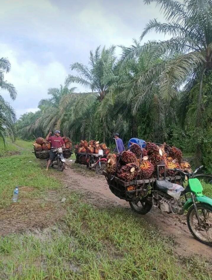 OJK Dukung Penuh Industri Sawit di Sumatera Utara