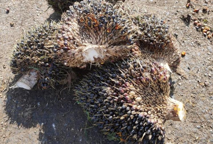 Hingga Kini Belum Satupun Bantuan Sarpras yang Diterima Kelompok Tani di Bengkalis