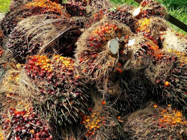 Harga CPO Sebabkan Turunnya Harga Sawit di Kalbar