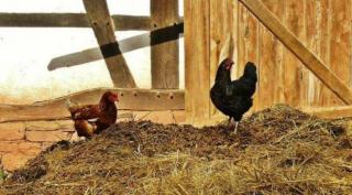 Siapa Sangka Kotoran Ayam Bisa Jadi Pupuk Sawit!