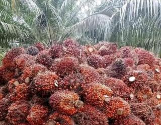 Pabrik Sawit di Mukomuko Serempak Turunkan Harga Sawit