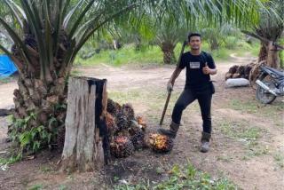 Demi Pendidikan Anak, Petani Sawit Rela Jual Kebun