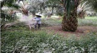 Waspada Pupuk Curian, Petani Sawit Sebaiknya Beli dari Sumber Resmi