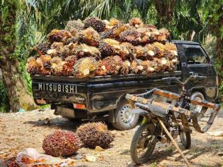 Mantap, Minggu Ini Harga Sawit Sumsel Naik Lagi