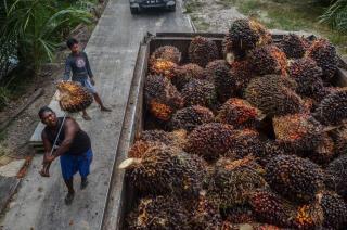 Petani Sawit di Seluma Kesulitan Ekonomi
