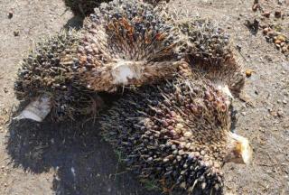 Hingga Kini Belum Satupun Bantuan Sarpras yang Diterima Kelompok Tani di Bengkalis