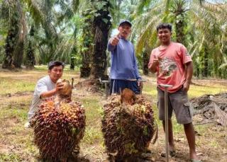 Kalteng Rebut Posisi Sumbar Sebagai Sawit Termahal di Indonesia