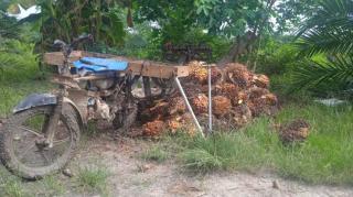 Harga TBS Swadaya di Nagan Raya Mentok Rp 2.200