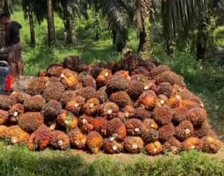 Sumut Kalahkan Sumbar Peraih Harga TBS Sawit se Indonesia