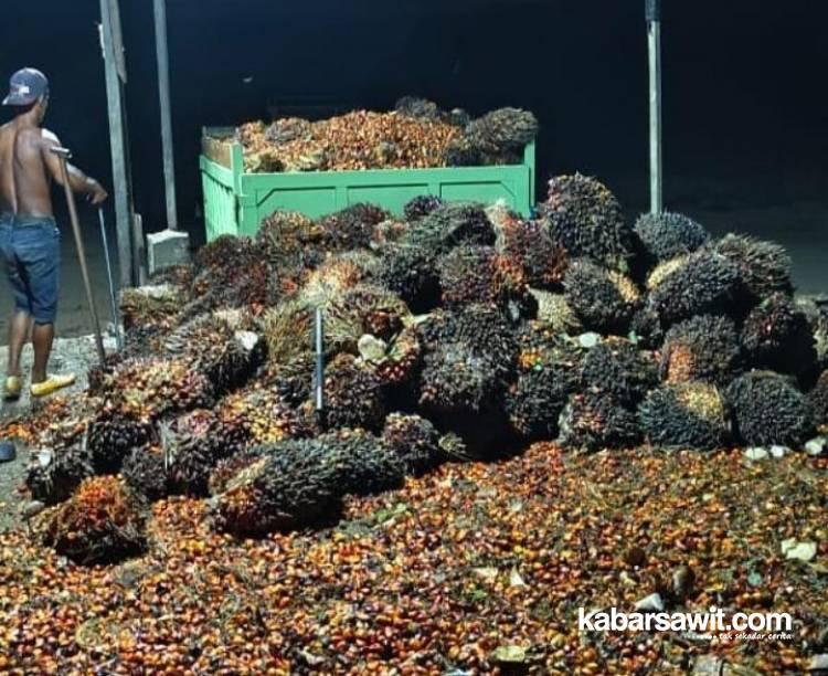 Alhamdulillah, Harga Sawit di Sumbar kembali Moncer