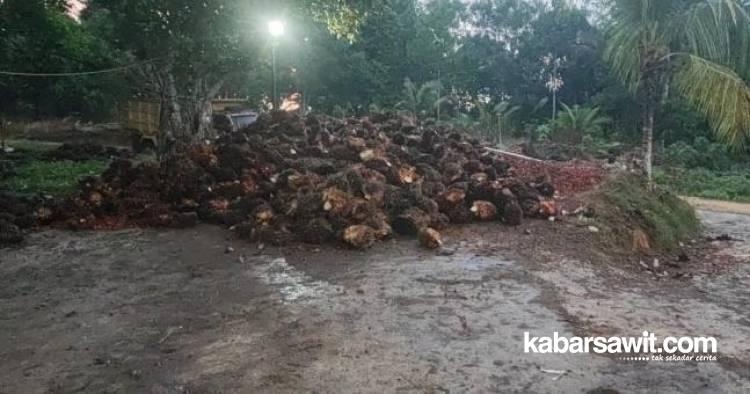 Pekan Ini, Harga Sawit Petani Plasma dan Swadaya di Sumut Tergelincir 