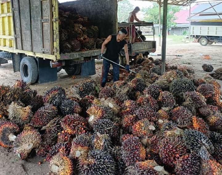 Cek Disni Harga Jual CPO di Riau Pekan Ini
