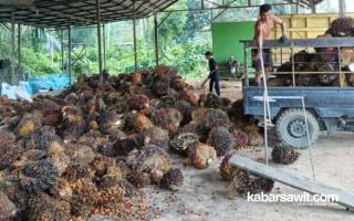 Harga Sawit Naik Tak Bikin Petani di Kaltara Senang, Kok Bisa?