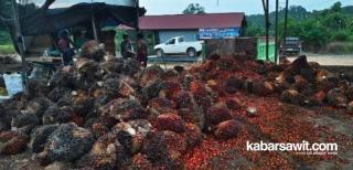 Produksi Seret, Harga Sawit di Jambi Naik