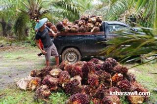 Tak Kuat Nanjak, Harga Sawit di Kaltim Tergelincir Pekan Ini