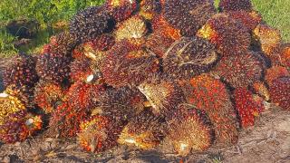 Prinsip ISPO dan Permentan Sudah Jelas Tentang TBS Sawit Curian 