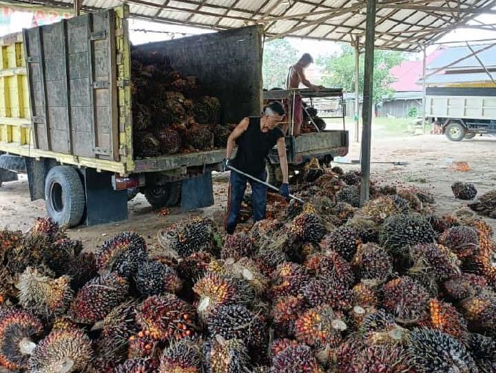 Soal Harga Sawit, Petani Plasma di Kalbar Malah Lesu, Swadaya Gembira! 