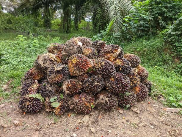 Harga Sawit Petani Swadaya di Kalbar Mengalami Kenaikan: Berikut Detailnya