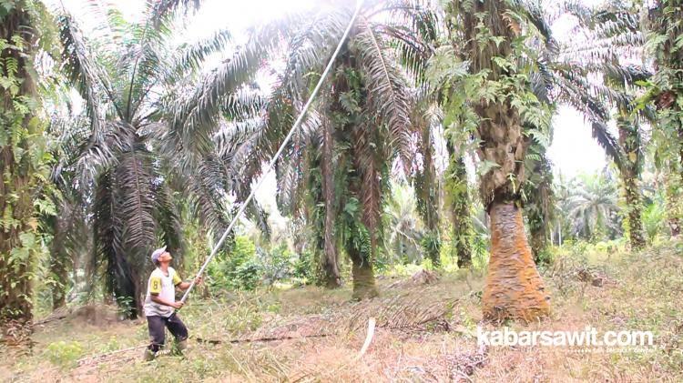 Di Dayun Mereka Sejahtera