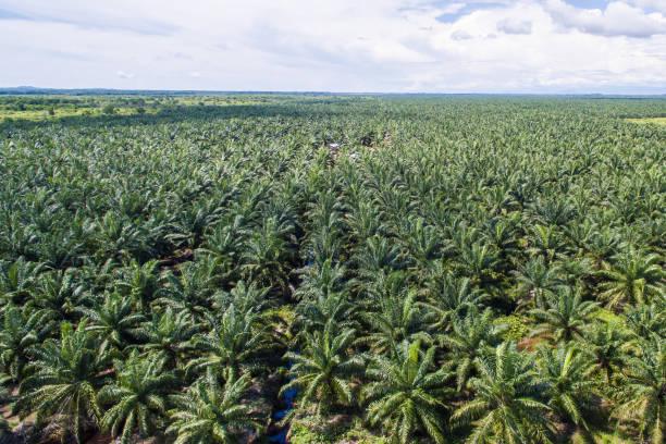 Produktivitas Sawit Berpotensi Mempengaruhi Ketahanan Pangan Nasional